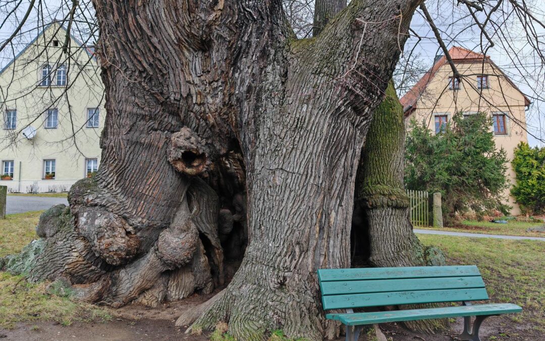 Schmorsdorfer Linde (Landkreis Sächsische Schweiz-Osterzgebirge, Sachsen)