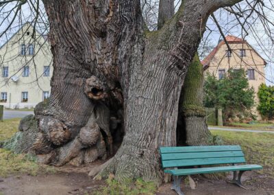 Schmorsdorfer Linde (Landkreis Sächsische Schweiz-Osterzgebirge, Sachsen)