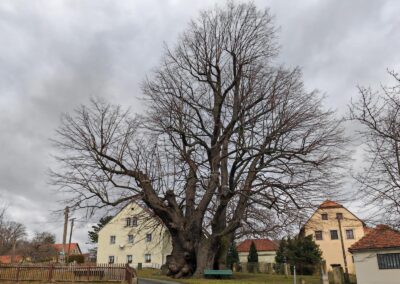 Schmorsdorfer Linde: …und mächtiger Krone, die immer noch zum Himmel strebt