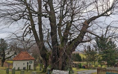 Schmorsdorfer Linde (am Müglitztal, nahe Pirna) in Sachsen wird Nationalerbe-Baum