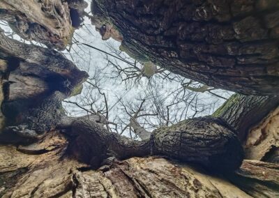 Schmorsdorfer Linde: Stammöffnung nach oben in den Himmel (Kronensicherungsseile gut zu erkennen)