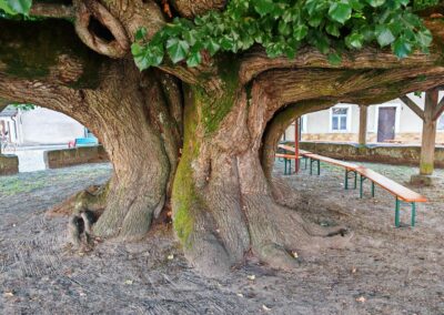 Ausrufung Tanzlinde Effeltrich: der Linden-Methusalem herausgeputzt und die Bodenfläche frisch geharkt: ein Höhepunkt ihres 700-jährigen Baumlebens