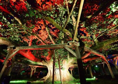 Ausrufung Tanzlinde Effeltrich: …und abends noch die Linden-Illumination (Foto & Illumination: Thomas Heumann)