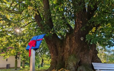 Ausrufung der Schmorsdorfer Linde (Müglitztal bei Dresden) mit wunderbarer Inszenierung am Baum vollzogen