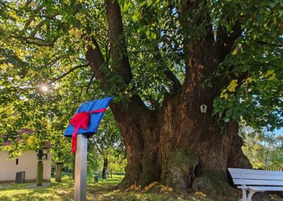 Ausrufung Schmorsdorfer Linde: der mächtige Ehrenbaum am Morgen der Ausrufung nach erfolgreicher Tafelinstallation