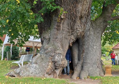 Ausrufung Schmorsdorfer Linde: Der Gang durch den Baum muss einfach sein (solange es noch geht), und Streicheln ist auch erlaubt.