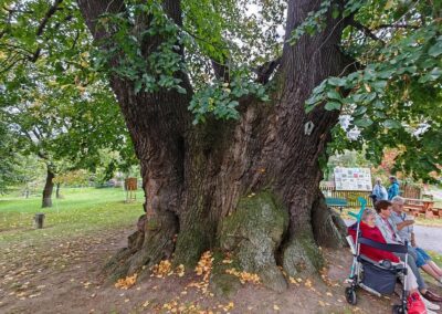 Ausrufung Schmorsdorfer Linde: die beliebtesten Plätze direkt am Baum auf der Bank zum Krafttanken