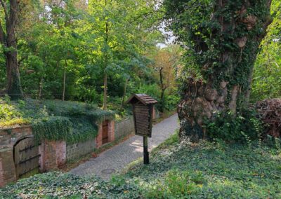 Weinkeller-Linde Schlieben: ein mystischer Baum an einem mystischen Ort, absolut beeindruckend (unten Martinstraße)