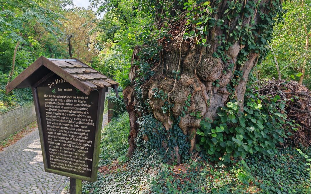 Weinkeller-Linde in Schlieben (Brandenburg) wird Nationalerbe-Baum