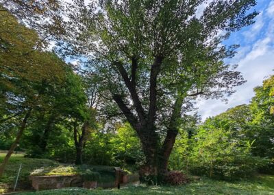 Weinkeller-Linde Schlieben: Der Baum hat schon einiges mitgemacht, das wird und ist nun mit unsere Aufgabe: kriegen wir hin.