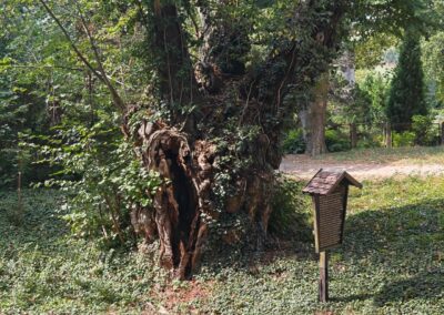 Weinkeller-Linde (Amt und Stadt Schlieben, Elbe-Elster-Kreis) in Brandenburg