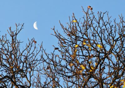 Ausrufung der der Dicken Ess-Kastanie Aachen: und auch der Mond hat über der Kronenspitze der Ess-Kastanie zugeschaut