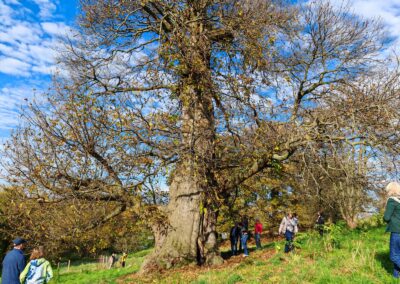 Ausrufung der der Dicken Ess-Kastanie Aachen: anschließend nach den Reden gemeinsamer Begang zum und rund um den Baum