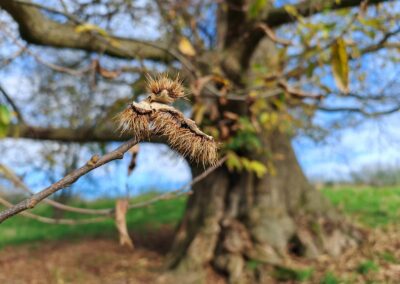 Ausrufung der der Dicken Ess-Kastanie Aachen: eindrucksvoller aufgeplatzter Fruchtbecher am Baum (sieht aus wie eine Riesen-Raupe)