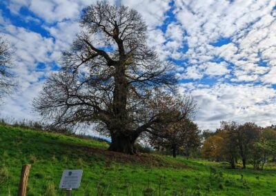 Ausrufung der der Dicken Ess-Kastanie Aachen: Abendstimmung am 43. Nationalerbe-Baum Deutschlands mit seiner neuen Ehrentafel