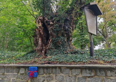 Ausrufung Linde Schlieben: macht sich gut, das Trio aus (noch verhüllter) NEB-Tafel, "Senior mit Macken" und der historischen Erläuterungstafel zum Baum