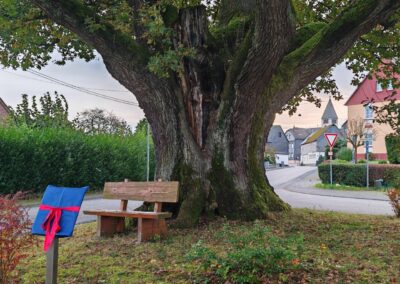 Ausrufung Straßeneiche Buch: welch besonderer Wuchsort für eine Eiche dieser Dimension an einer Straßenkreuzung