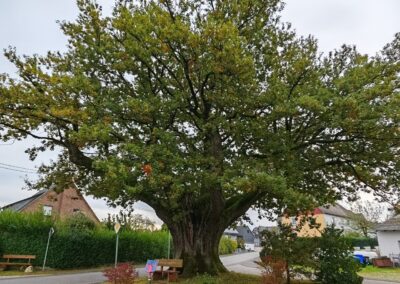 Ausrufung Straßeneiche Buch: mit großer breiter Krone, da die Kronenspitze vor längerer Zeit abgebrochen ist