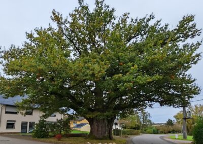 Ausrufung Straßeneiche Buch: das Natur-Wahrzeichen von Buch im Hunsrück