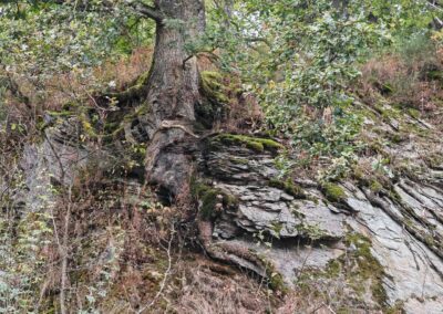 Ausrufung Straßeneiche Buch: eine ältere Eiche nur wenige 100 m entfernt im nahen Wald mit 8 m tiefer Pfahlwurzel auf Schieferfelsen