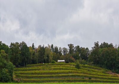 Ausrufung Linde Schlieben: der berühmte wohl nördlichste Weinberg Deutschlands in Schlieben in Herbststimmung