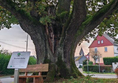 Ausrufung Straßeneiche Buch: Die Bucher Eiche gehört nun als 42. Nationalerbe-Baum mit zu den "ganz Großen".