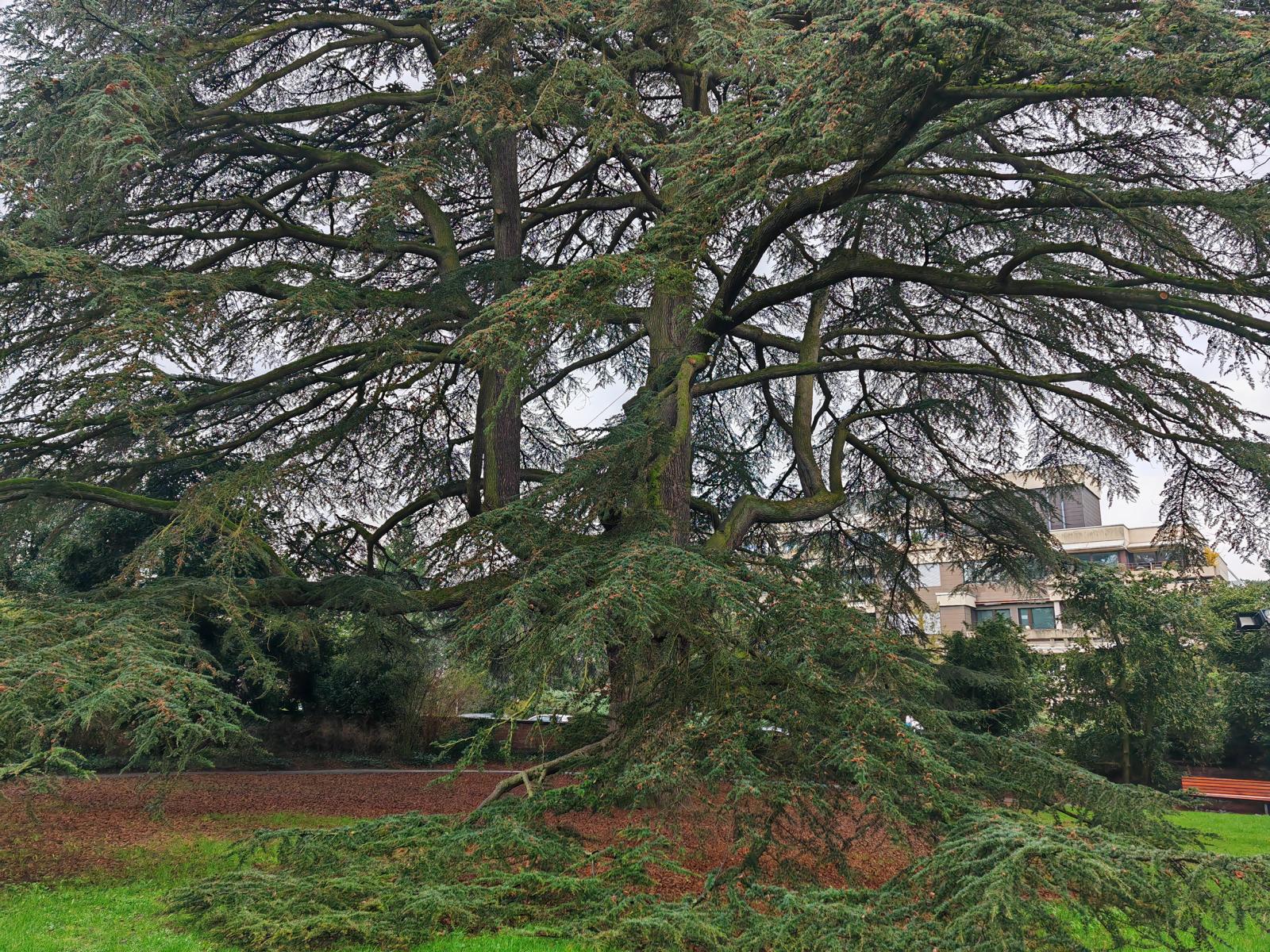 Alte Zeder Schlosspark Weinheim: mächtiger vollholziger Stamm mit 5,80 m Stammumfang