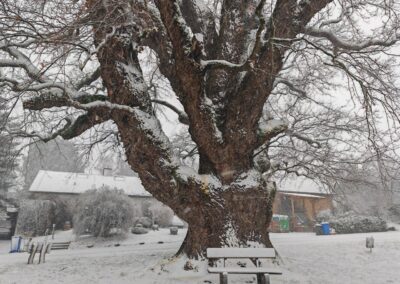 Dicke Eiche Groß Schneen: mit phantastischen Borke- und Stammstrukturen