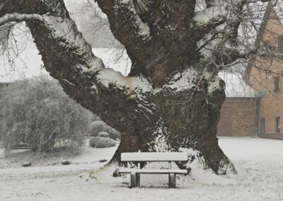 Dicke Eiche Groß Schneen: und darunter ein Platz zum Innehalten, für Meditation und Flow (nicht im Schneesturm wie gerade auf dem Foto)