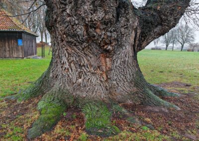 Dicke Eiche Groß Schneen: mit sagenhaften Wurzelanläufen, die "Taille" des Stammes klar zu erkennen
