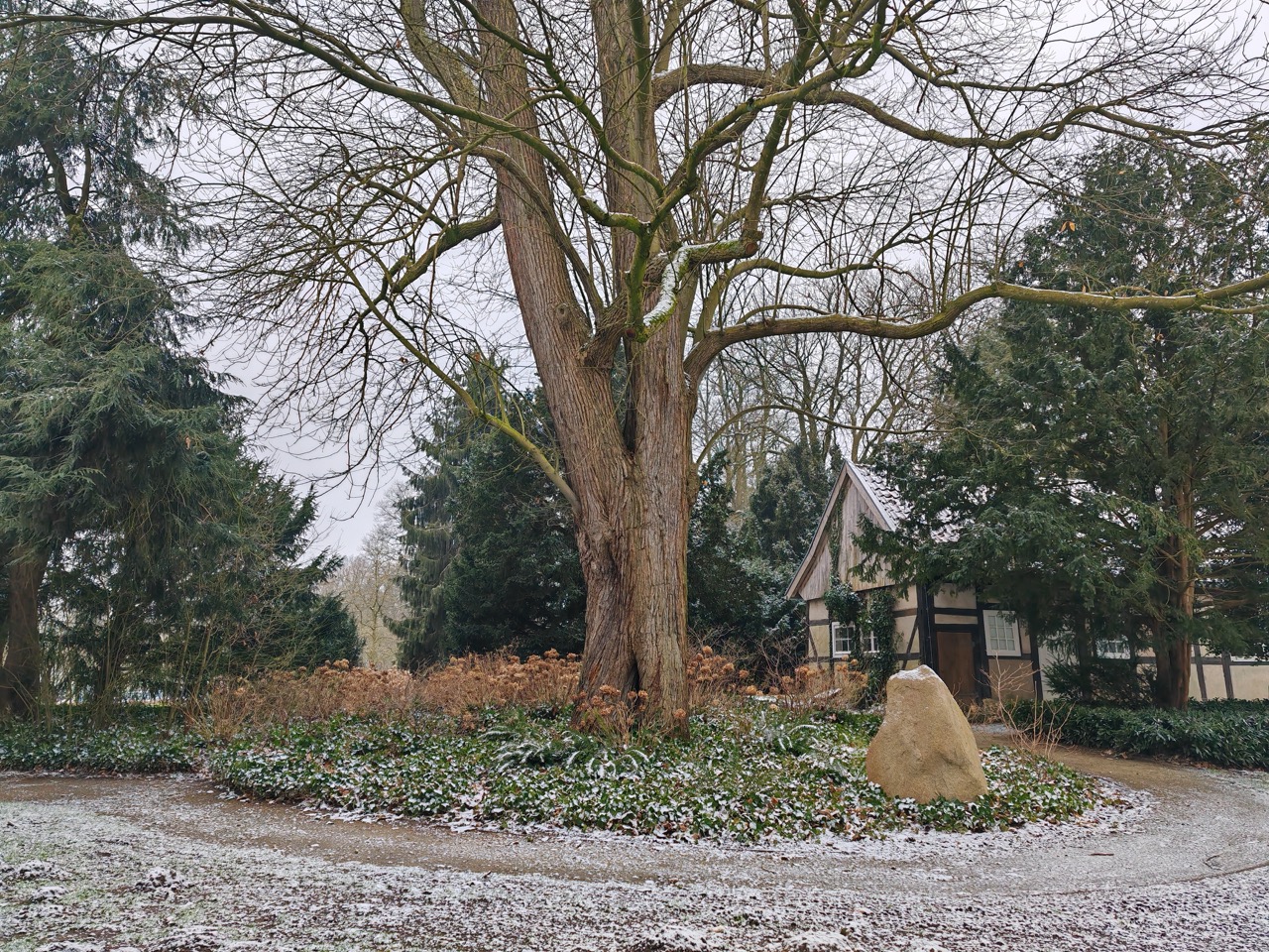 Ess-Kastanie Rheine: …mit einem Rundweg um den Baum und zum/vom Kunstmeisterhaus (hinten rechts)
