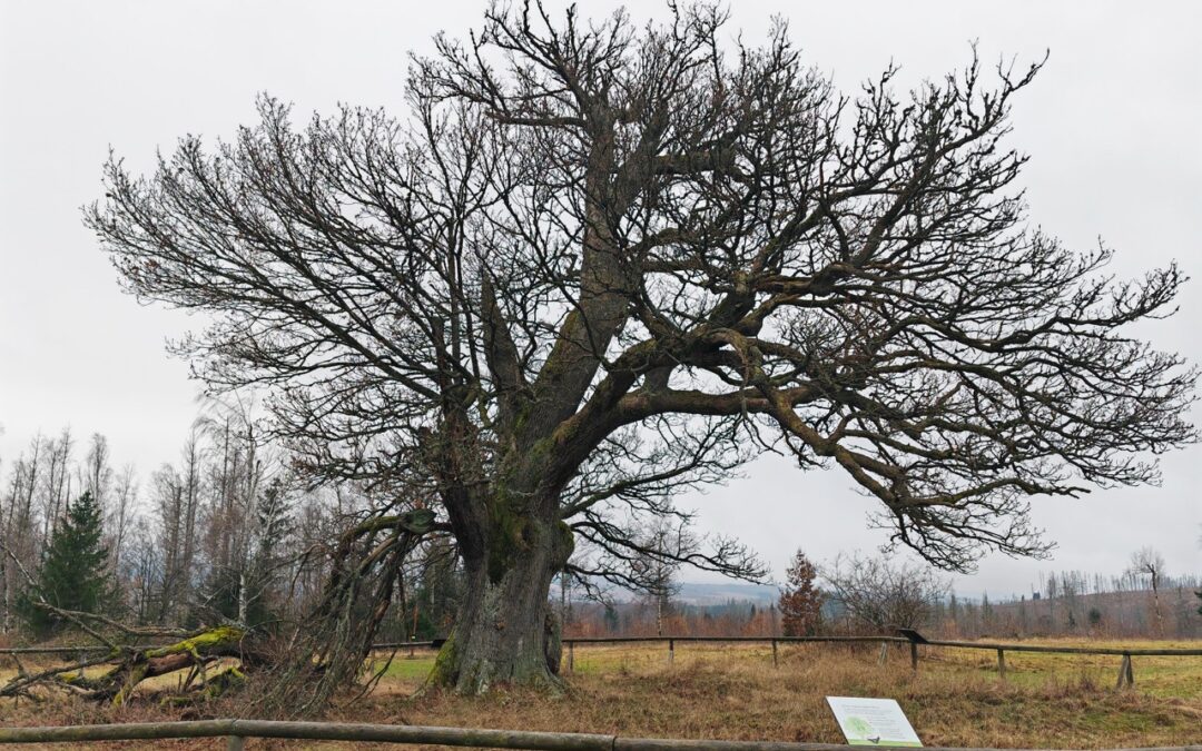 Hohne-Eiche im Nationalpark Harz (Sachsen-Anhalt)