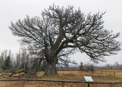 Hohne-Eiche: von den vielen Stürmen und Eisanhang flachgehaltener Baum mit sehr breiter Krone