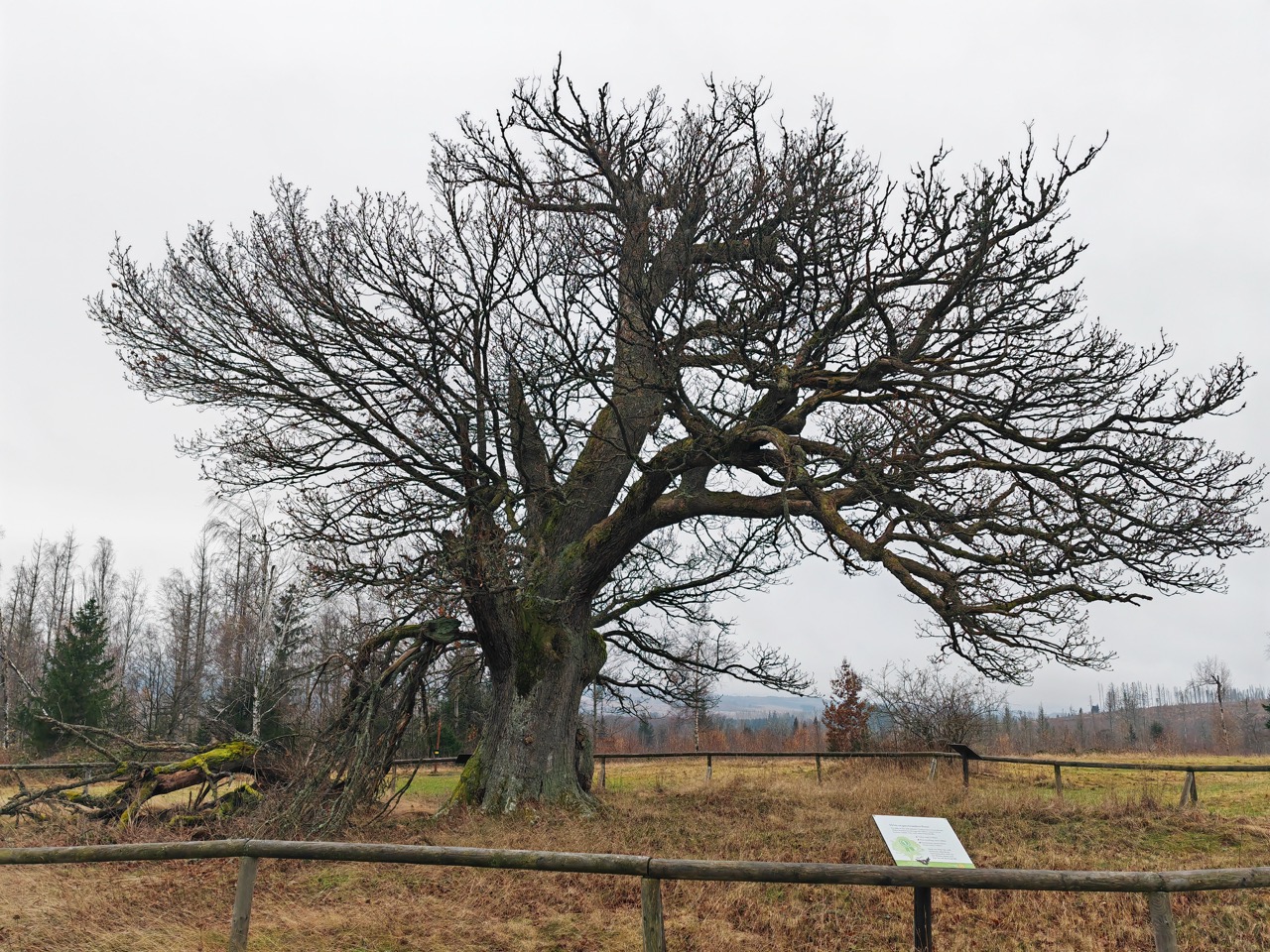 Hohne-Eiche: von den vielen Stürmen und Eisanhang flachgehaltener Baum mit sehr breiter Krone