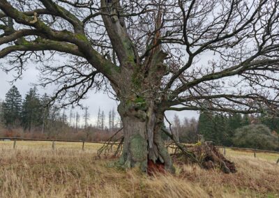 Hohne-Eiche: Astabbrüche prägen den Baum…