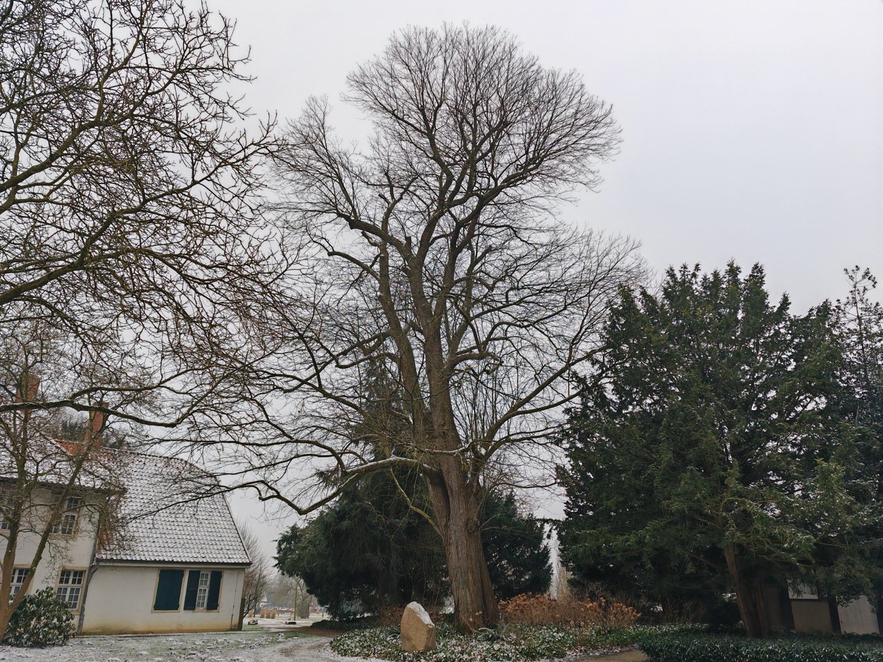 Ess-Kastanie Rheine: Stammbiegung des starken Baumes mit "Feng Shui-Schwung" in der Krone
