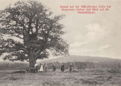 Hohne-Eiche: Zustand der Eiche vor ca. 100 Jahren (Foto-Postkarte von etwa 1920, Privatbesitz)