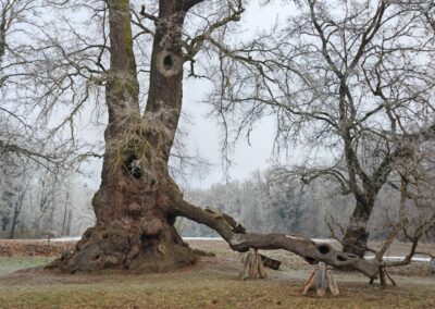 Wolfgangseiche Thalmassing: Anblick des Baumes bei der Ankunft, mit dem "besonderen Ast" heute auf 3 Stützen