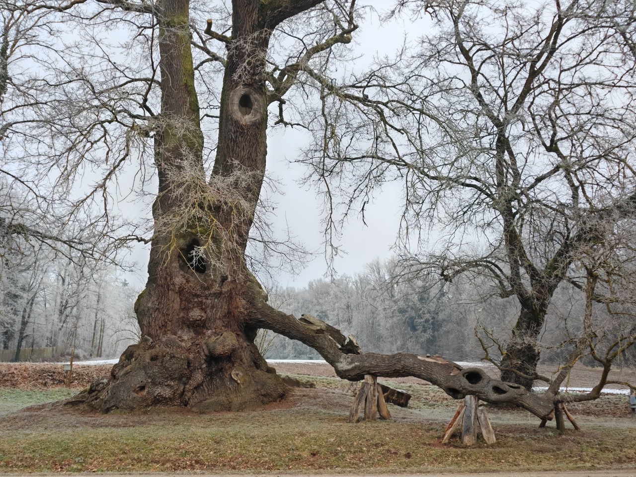 Wolfgangseiche Thalmassing: Anblick des Baumes bei der Ankunft, mit dem "besonderen Ast" heute auf 3 Stützen