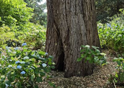Ausrufung Ess-Kastanie im Salinenpark: die Ess-Kastanie am Vorabend der Ausrufung in wunderschön frühsommerlicher Hortensienstimmung