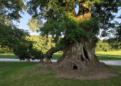 Ausrufung Wolfgangseiche Thalmassing: der Baumveteran am Vortag in Abendstimmung – startklar für sein großes Ereignis am Folgetag