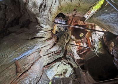 Ausrufung Wolfgangseiche Thalmassing: das gewaltige zerklüftete und bis in die Krone "vollkommen" hohle Stamminnere (Foto senkrecht nach oben im Baum)