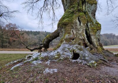 Wolfgangseiche Thalmassing: mit Puderschnee noch eindrucksvoller: der rückseitige Stammanlauf