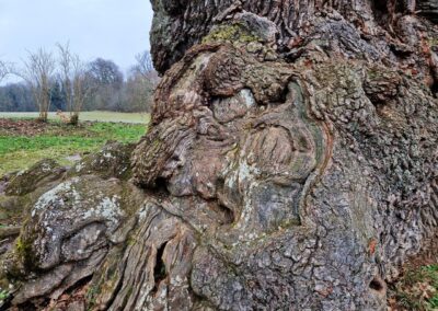 Wolfgangseiche Thalmassing: Bei dem Anblick könnte man tatsächlich an eine tausendjährige Eiche glauben.