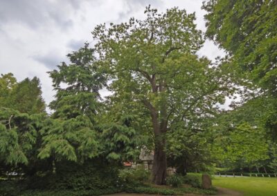 Ausrufung Ess-Kastanie im Salinenpark: der Ehrenbaum mit erfolgter Kroneneinkürzung, Vereinzelung der Austriebsäste und erneuerten Kronensicherungen