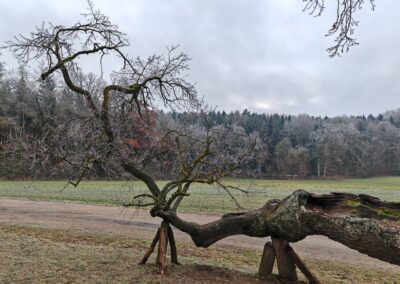 Wolfgangseiche Thalmassing: Der Ast verselbstständigt sich bereits: er richtet sich an seiner Spitze auf.