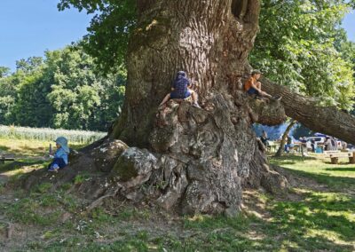 Ausrufung Wolfgangseiche Thalmassing: für Kinder ein enormes Glücksgefühl: der direkte Kontakt zum Uraltbaum (für die Eltern auch)