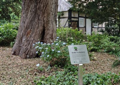 Ausrufung Ess-Kastanie im Salinenpark: wieder ein stolzer Nationalerbe-Baum Deutschlands mehr mit Tafel