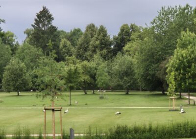 Ausrufung Ess-Kastanie im Salinenpark: Den im Bild 15 Störchen geht es sichtlich bestens im Salinenpark, hier frühmorgens beim solehaltigen Frühstück.