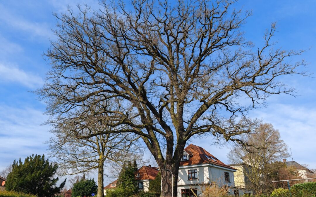 Alte riesige Eiche im Bremer Privatgarten als Nationalerbe-Baum ausgewählt